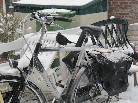 Klik voor grotere afbeelding