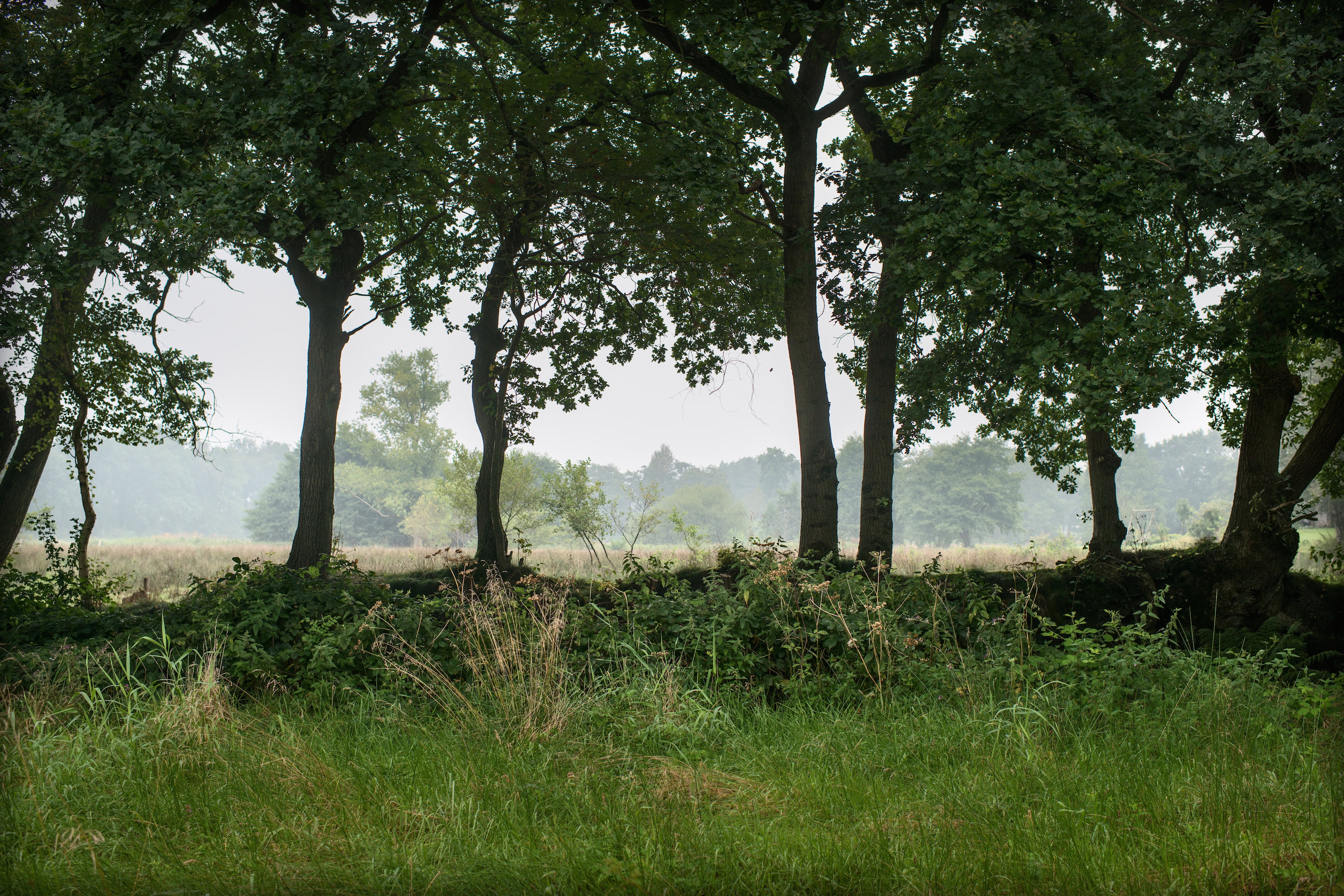 Houtwal in Groningen