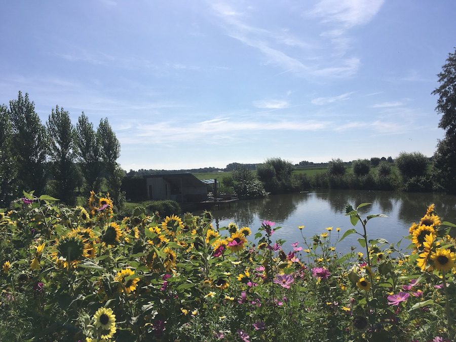 Bloemen aan een meertje nabij Zwolle