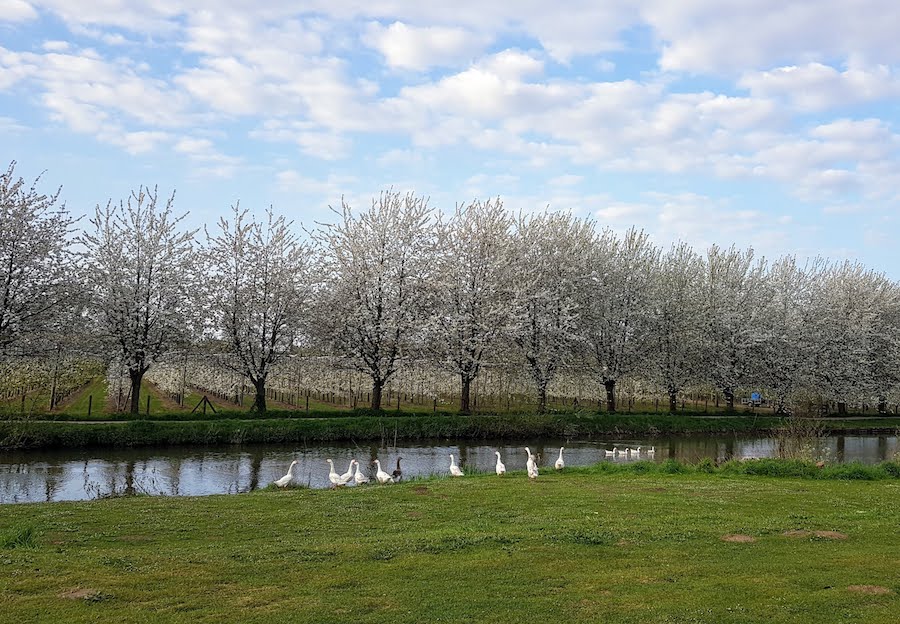 Bloeiende kersenbomen
