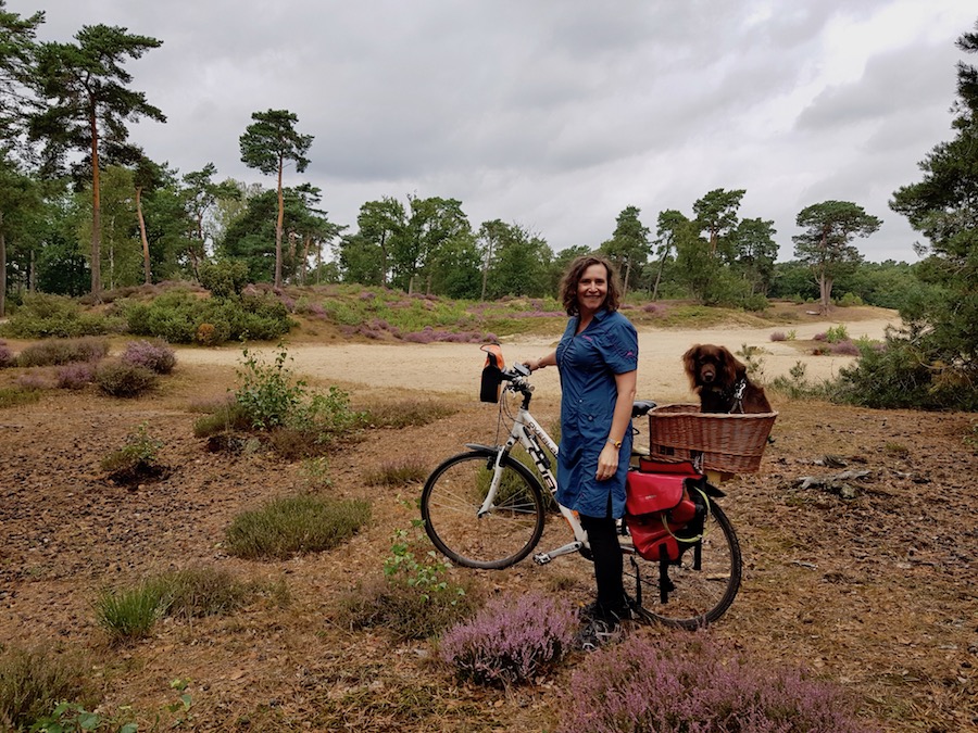 Vrouw met fiets en hond op bloeiende hei bij Soesterduinen
