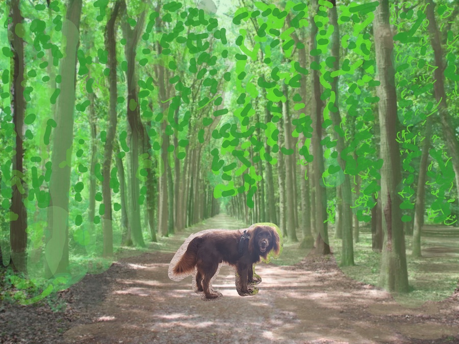 Hond in groene laan in park Nimmerdor