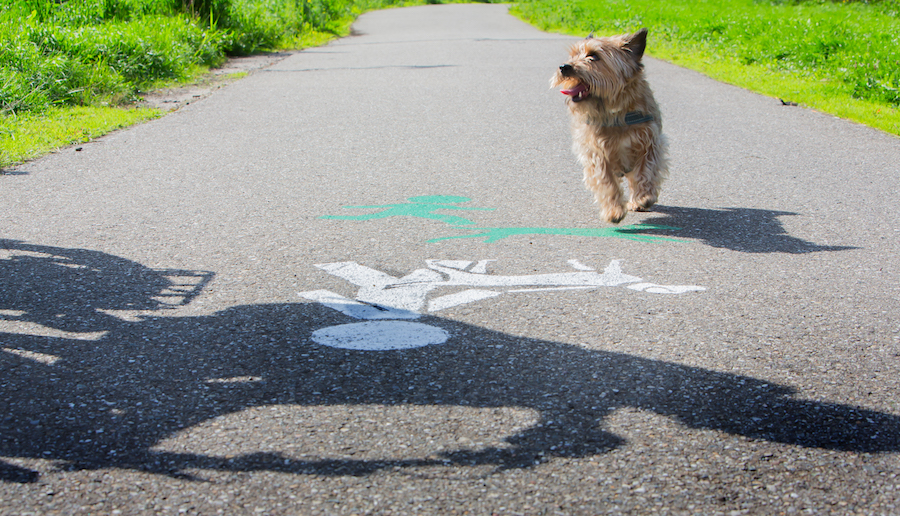 Fluffy lichtbruin hondje kijkt op naar de fietser naast hem