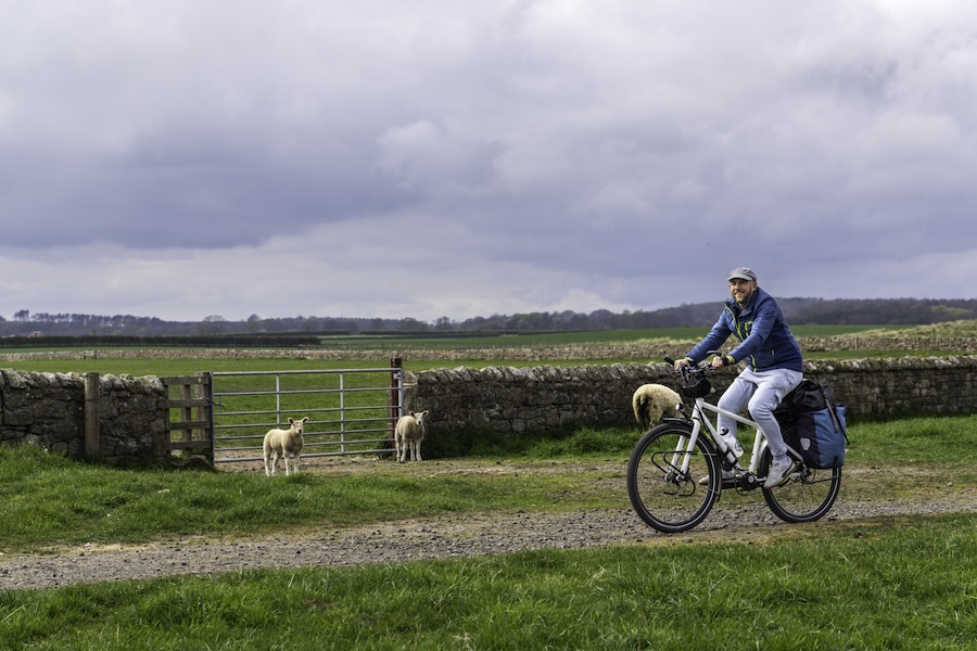 Lachende man op witte hybride fiets tussen schapen bij een bemost muurtje.