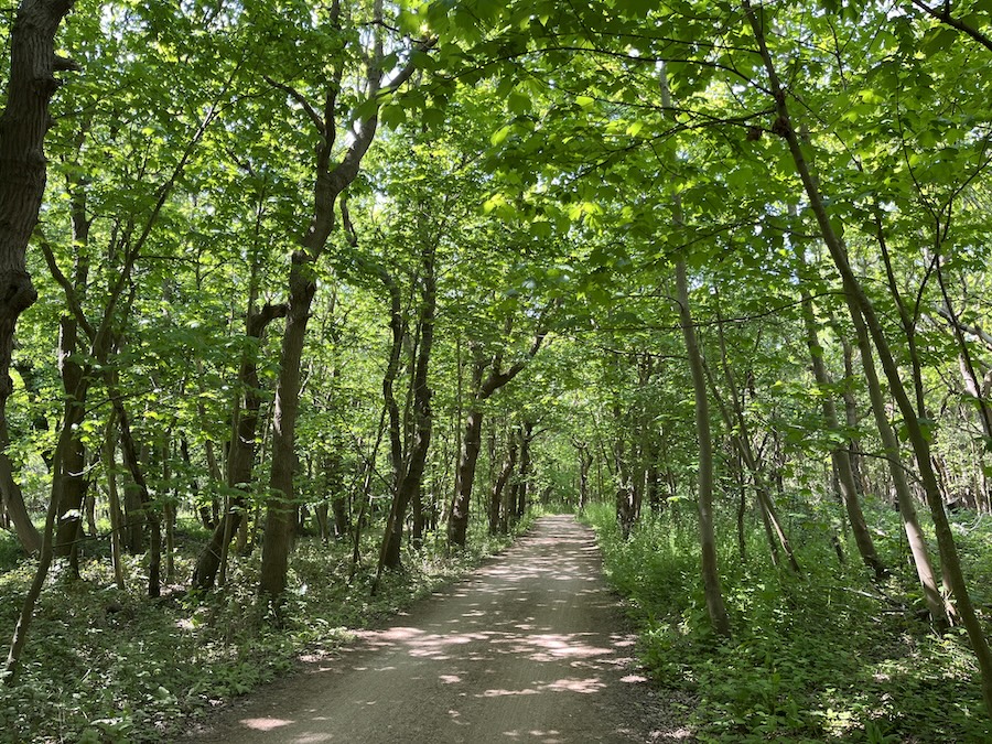 Lichtgroen licht door de bladeren van krom gegroeide loofbomen.